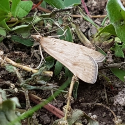 Achyra affinitalis (Cotton Web Spinner) at Paddys River, ACT - 29 Mar 2020 by tpreston