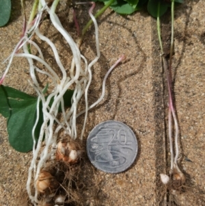 Oxalis debilis var. corymbosa at Chisholm, ACT - 2 Mar 2019 10:44 AM