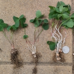 Oxalis debilis var. corymbosa at Chisholm, ACT - 2 Mar 2019 10:44 AM