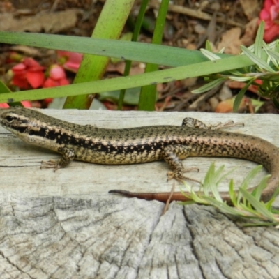 Eulamprus heatwolei (Yellow-bellied Water Skink) at South Wolumla, NSW - 29 Nov 2012 by SueMuffler