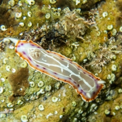 Goniobranchus setoensis at The Blue Pool, Bermagui - 29 Mar 2020 by bdixon75