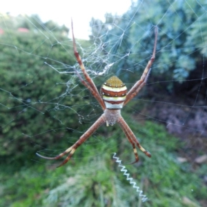 Argiope keyserlingi at South Wolumla, NSW - 9 Nov 2011 06:39 PM