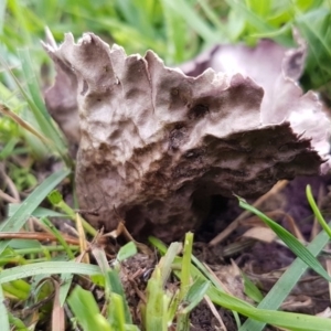 Calvatia cyathiformis at Paddys River, ACT - 29 Mar 2020 03:27 PM