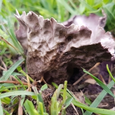 Calvatia cyathiformis at Paddys River, ACT - 29 Mar 2020 by trevorpreston