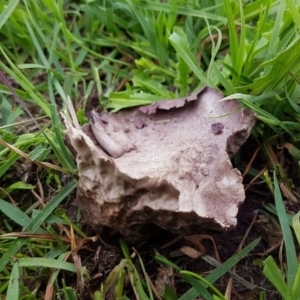 Calvatia cyathiformis at Paddys River, ACT - 29 Mar 2020 03:27 PM