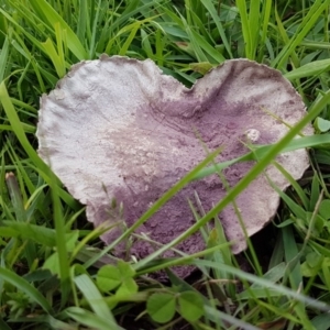 Calvatia cyathiformis at Paddys River, ACT - 29 Mar 2020 03:27 PM