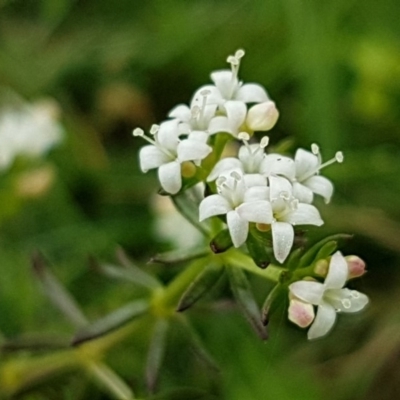 Asperula conferta (Common Woodruff) at Paddys River, ACT - 29 Mar 2020 by trevorpreston