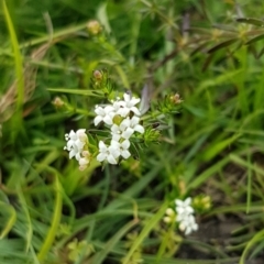 Asperula conferta at Paddys River, ACT - 29 Mar 2020