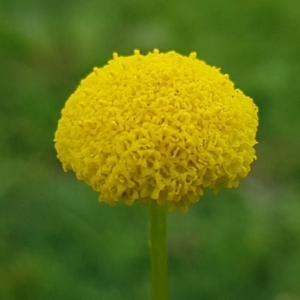 Craspedia variabilis at Paddys River, ACT - suppressed