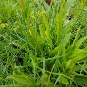 Craspedia variabilis at Paddys River, ACT - suppressed