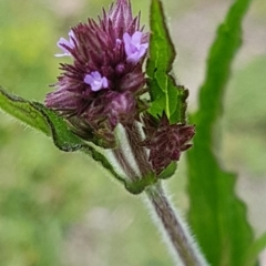 Verbena incompta (Purpletop) at Paddys River, ACT - 29 Mar 2020 by tpreston