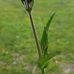 Verbena incompta at Paddys River, ACT - 29 Mar 2020