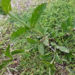 Verbena incompta at Paddys River, ACT - 29 Mar 2020