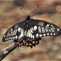 Papilio anactus (Dainty Swallowtail) at Point 4999 - 29 Mar 2020 by JohnBundock