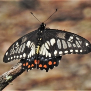 Papilio anactus at Point 4999 - 29 Mar 2020