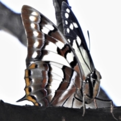 Charaxes sempronius (Tailed Emperor) at Hackett, ACT - 29 Mar 2020 by JohnBundock