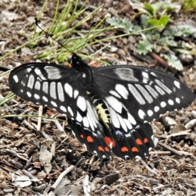 Papilio anactus (Dainty Swallowtail) at Majura, ACT - 29 Mar 2020 by JohnBundock