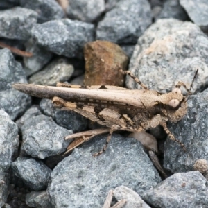 Pycnostictus seriatus at Googong, NSW - 29 Mar 2020