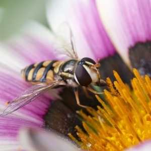 Simosyrphus grandicornis at Googong, NSW - 29 Mar 2020