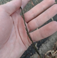 Sporobolus creber (Slender Rat's Tail Grass) at Higgins Woodland - 29 Mar 2020 by MattM