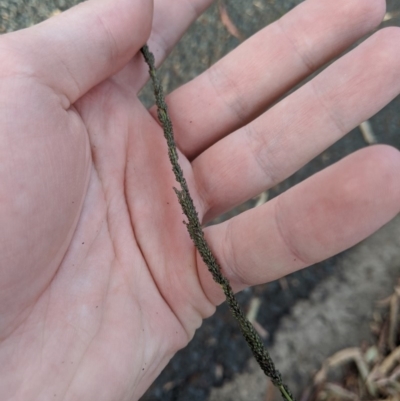 Sporobolus creber (Slender Rat's Tail Grass) at Higgins Woodland - 29 Mar 2020 by MattM