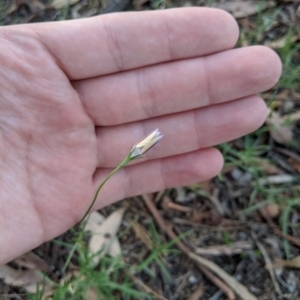 Wahlenbergia luteola at Higgins, ACT - 26 Mar 2020 06:30 PM