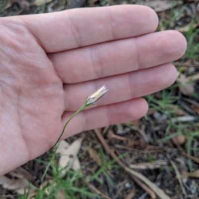 Wahlenbergia luteola (Yellowish Bluebell) at Higgins, ACT - 26 Mar 2020 by MattM