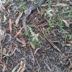 Wahlenbergia luteola at Higgins, ACT - 26 Mar 2020