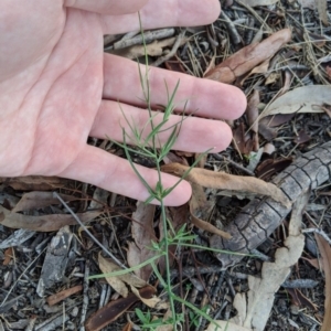 Wahlenbergia luteola at Higgins, ACT - 26 Mar 2020 06:30 PM