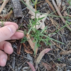 Wahlenbergia luteola at Higgins, ACT - 26 Mar 2020 06:30 PM