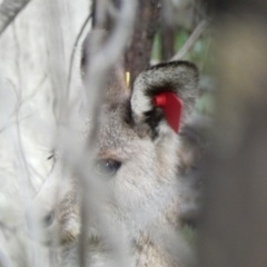 Macropus giganteus (Eastern Grey Kangaroo) at Red Hill Nature Reserve - 29 Mar 2020 by Ct1000