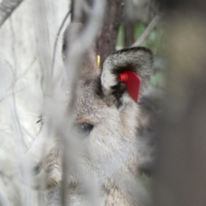 Macropus giganteus at Deakin, ACT - 29 Mar 2020 04:06 PM