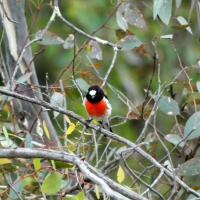 Petroica boodang (Scarlet Robin) at Red Hill Nature Reserve - 29 Mar 2020 by Ct1000