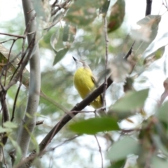 Gerygone olivacea (White-throated Gerygone) at Red Hill Nature Reserve - 29 Mar 2020 by Ct1000
