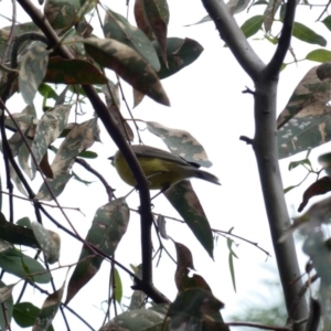 Gerygone olivacea at Deakin, ACT - 29 Mar 2020