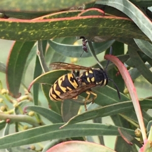 Vespula germanica at Fyshwick, ACT - 28 Mar 2020