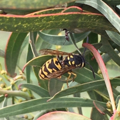 Vespula germanica (European wasp) at Jerrabomberra Wetlands - 28 Mar 2020 by JaneR
