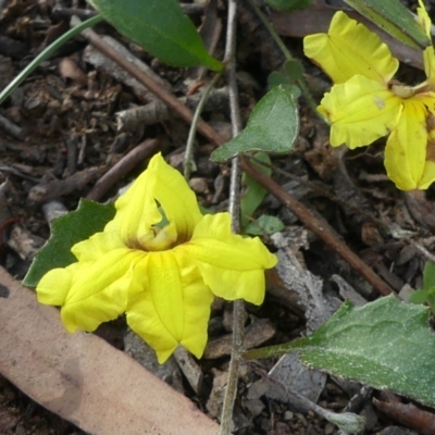 Goodenia hederacea (Ivy Goodenia) at Mount Ainslie - 29 Mar 2020 by WalterEgo