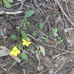Goodenia hederacea at Majura, ACT - 29 Mar 2020
