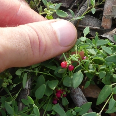 Einadia nutans subsp. nutans (Climbing Saltbush) at Mount Ainslie - 29 Mar 2020 by WalterEgo