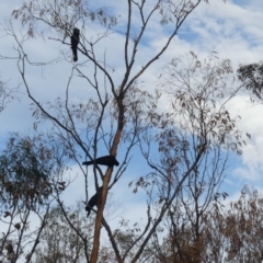 Zanda funerea (Yellow-tailed Black-Cockatoo) at Mount Ainslie - 29 Mar 2020 by WalterEgo