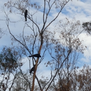 Zanda funerea at Majura, ACT - 29 Mar 2020 04:17 PM