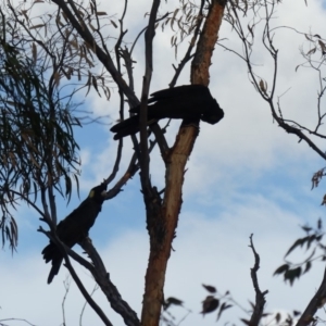 Zanda funerea at Majura, ACT - 29 Mar 2020 04:17 PM