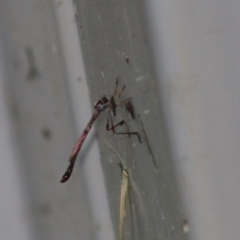 Leptogaster sp. (genus) at Hughes Grassy Woodland - 28 Mar 2020 by LisaH