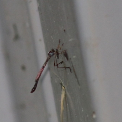 Leptogaster sp. (genus) at Red Hill to Yarralumla Creek - 28 Mar 2020 by LisaH
