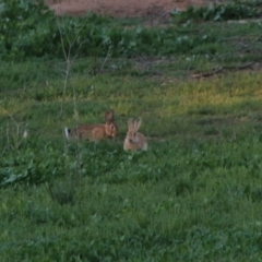 Oryctolagus cuniculus at Hughes, ACT - 26 Mar 2020