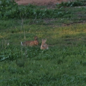 Oryctolagus cuniculus at Hughes, ACT - 26 Mar 2020 06:47 PM