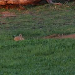 Oryctolagus cuniculus at Hughes, ACT - 26 Mar 2020