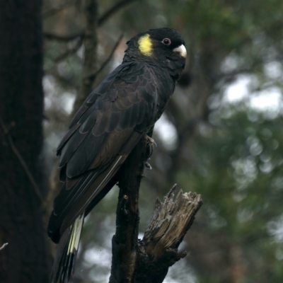 Zanda funerea (Yellow-tailed Black-Cockatoo) at Fyshwick, ACT - 27 Mar 2020 by jb2602