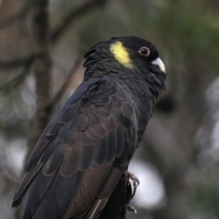 Zanda funerea at Fyshwick, ACT - 27 Mar 2020 04:45 PM